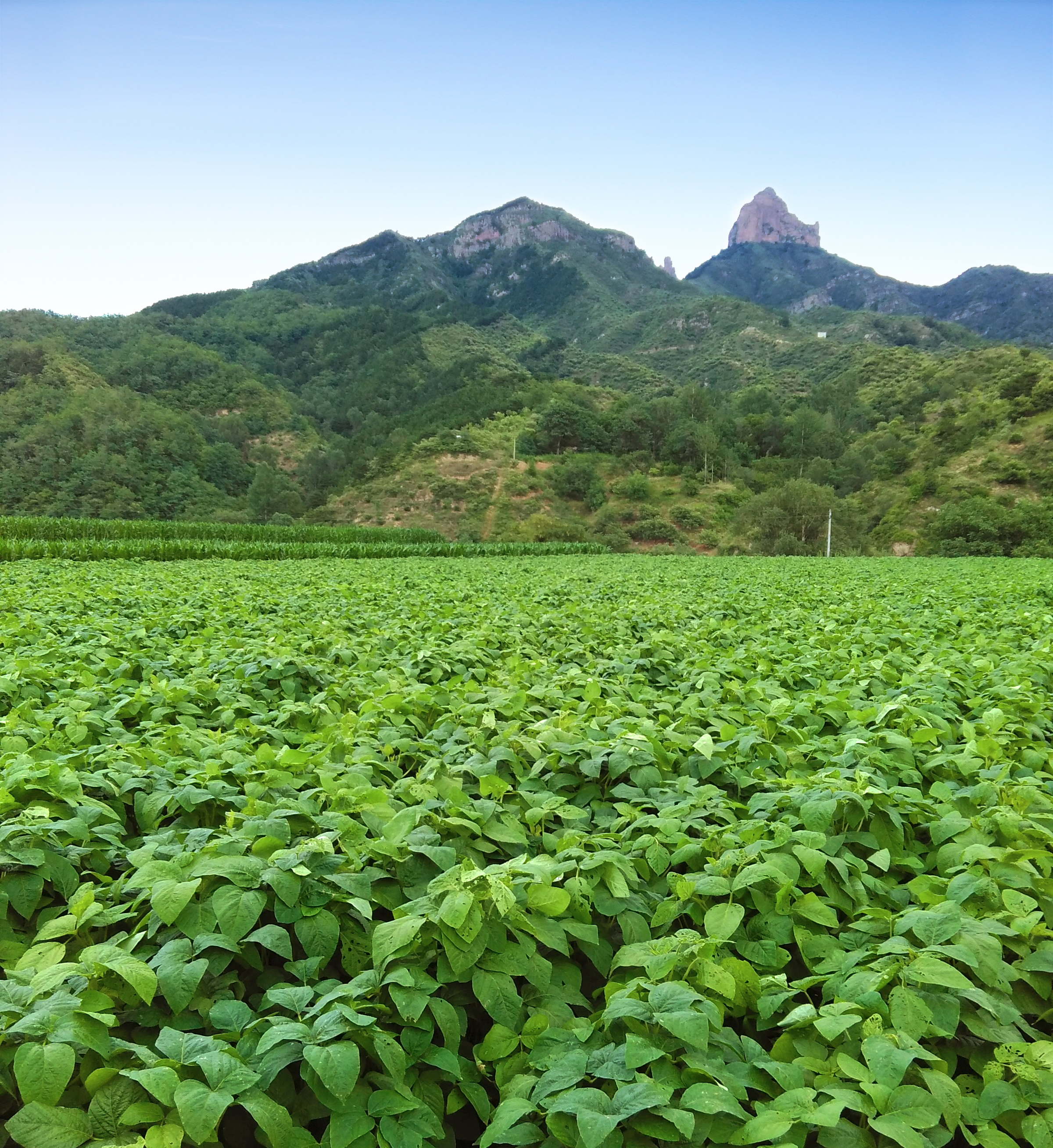 Organic processing facility